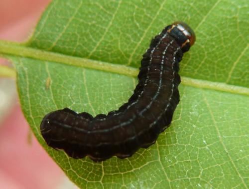 Réf. 229 750 : Eupsilia transversa